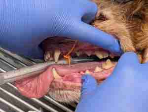 Maggie Dental